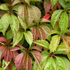 Parthenocissus quinquefolia Engelmannii