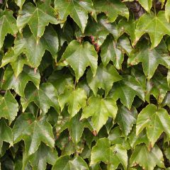 Parthenocissus tricuspidata Veitchii - Hera-do-japão