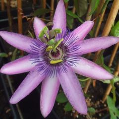Maracujá Lavender Lady