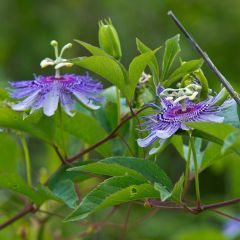 Passiflora incarnata