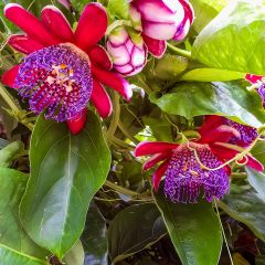 Passiflora quadrangularis - Maracujá-gigante