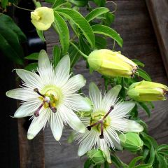 Maracujá-azul Constance Elliott - Passiflora caerulea