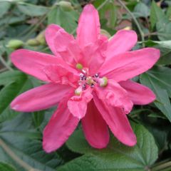 Maracujá Pink Passion