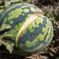 Melancia Bio de polpa verde e sementes vermelhas para conserva - Ferme de Sainte Marthe