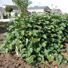 Batata-doce Beauregard plantas jovens