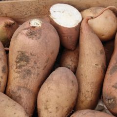 Batata-doce Bonita plantas jovens