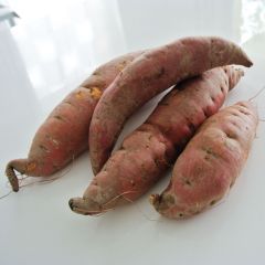 Batata-doce Evangeline plantas jovens