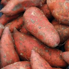 Batata-doce Orleans plantas jovens