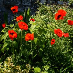 Papoila-oriental Beauty of Livermere