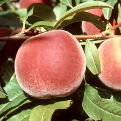 Pessegueiro Michelini - Prunus persica