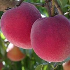 Pessegueiro Rainha dos Pomares - Prunus persica