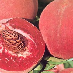 Pessegueiro Sanguine Vineuse - Prunus persica