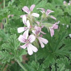 Pelargonium x fragrans