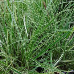 Pennisetum advena Skyrocket