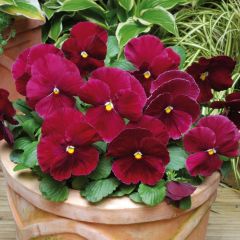 Amor-perfeito Matrix Rosa - Viola hybrida