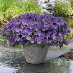Amor-perfeito Cool Wave Blue Skies - Viola x wittrockiana
