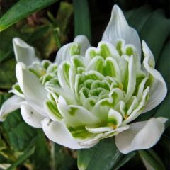 Galanthus nivalis f.pleniflorus Flore Pleno - Campainha-de-inverno