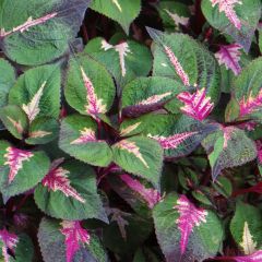 Perilla frutescens Magilla Purple