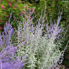 Perovskia atriplicifolia Silvery Blue