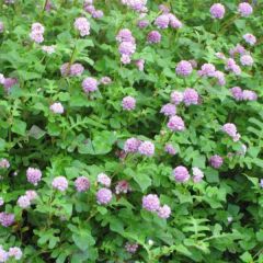 Persicaria runcinata Needhams Form