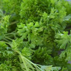 Salsa crespa Bravour