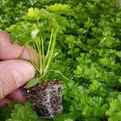 Salsa crespa verde escura plantas jovens