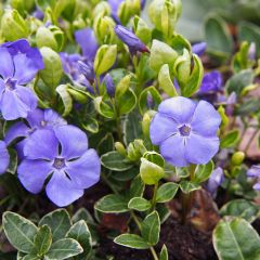 Vinca-menor Ralph Shugert
