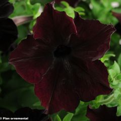 Petúnia Sophistica Blackberry