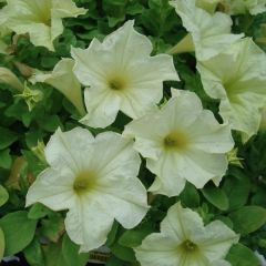Petúnia Sophistica Lime Green