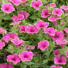 Petúnia Supertunia Picasso in Pink