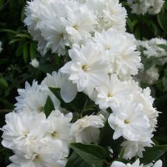 Philadelphus Frosty Morn