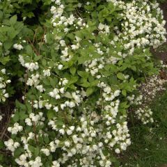 Philadelphus lemoinei Manteau d'Hermine