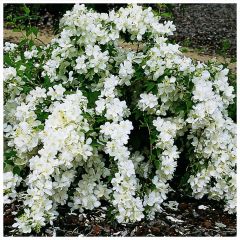 Philadelphus White Rock
