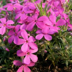 Flox-tapete Waterloo - Phlox douglasii