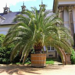 Phoenix canariensis