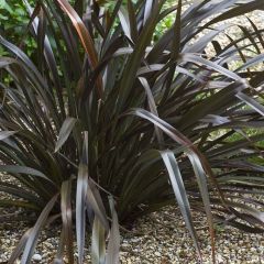 Phormium cookianum Black Adder