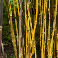 Phyllostachys aureosulcata Spectabilis