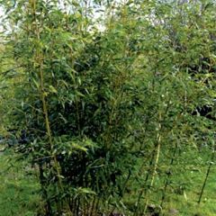 Phyllostachys bambusoides Castilloni Inversa