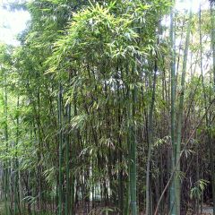 Phyllostachys iridescens