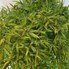 Phyllostachys nigra Boryana