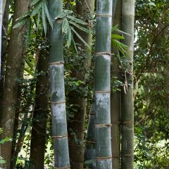 Phyllostachys nigra Henonis