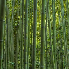 Phyllostachys vivax MacClure