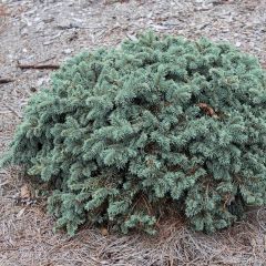 Picea pungens Waldbrunn