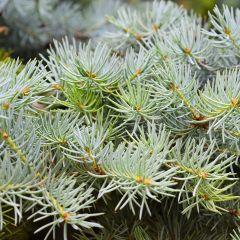 Picea abies Eagle Point