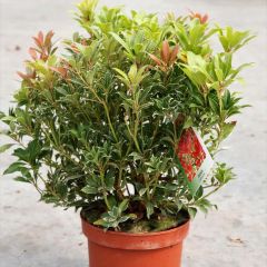 Pieris japonica Carnaval