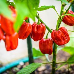 Pimenta Habanero - Pimenta das Antilhas