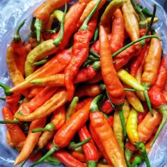 Pimento Tabasco
