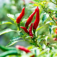 Pimento de Caiena - Ferme de Sainte Marthe Bio