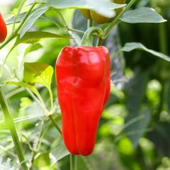 Pimento doce de Espanha