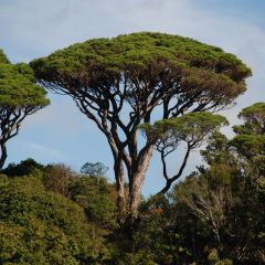Pinus pinea - Pinheiro-manso